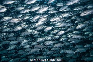 Jackfish shoal in Sipadan. by Mehmet Salih Bilal 
